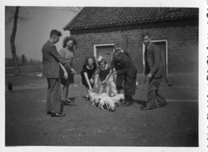 1946, spelen met biggetjes